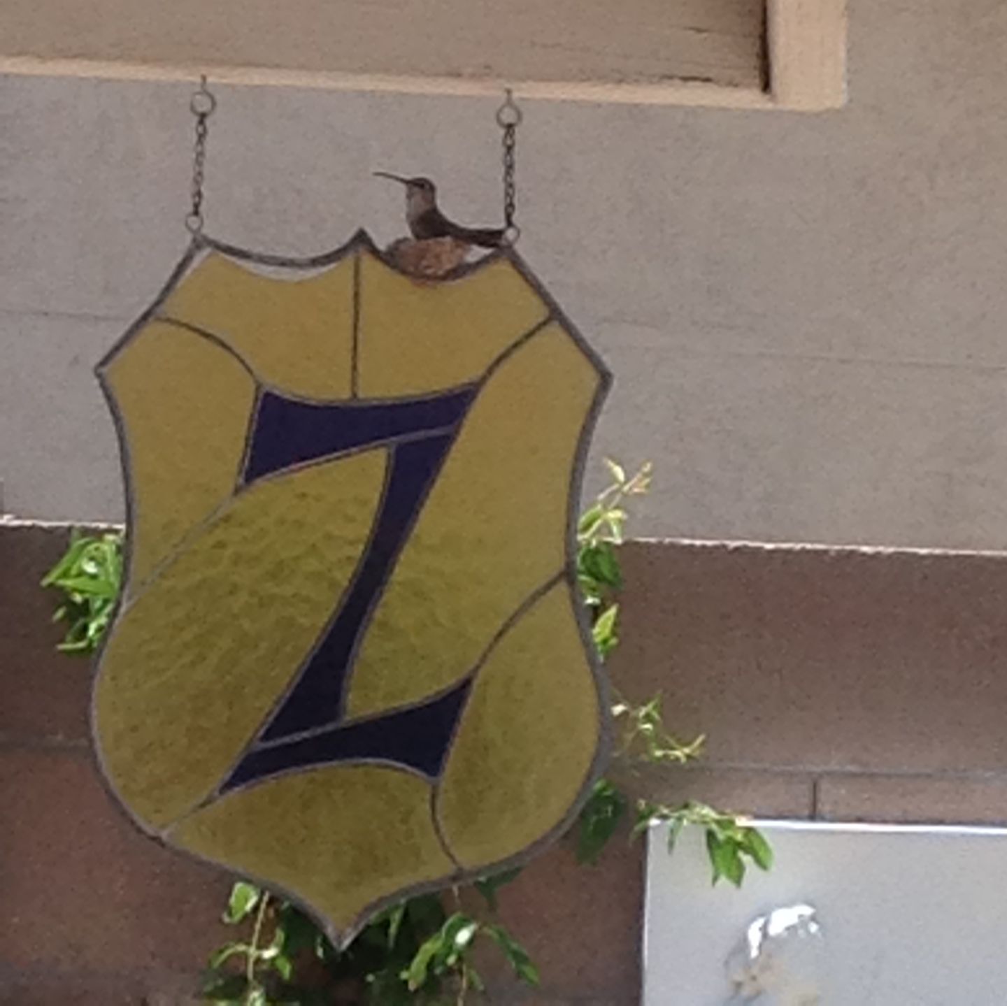 Hummingbirds in backyards and beyond